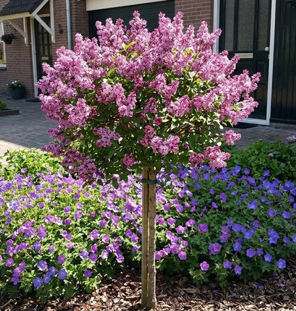 Sering op stam - Syringa meyeri 'Palibin' Halfstam.