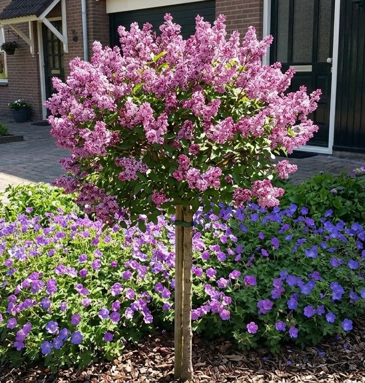 Sering op stam - Syringa meyeri 'Palibin' Halfstam.