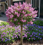 Sering op stam - Syringa meyeri 'Palibin' Halfstam.