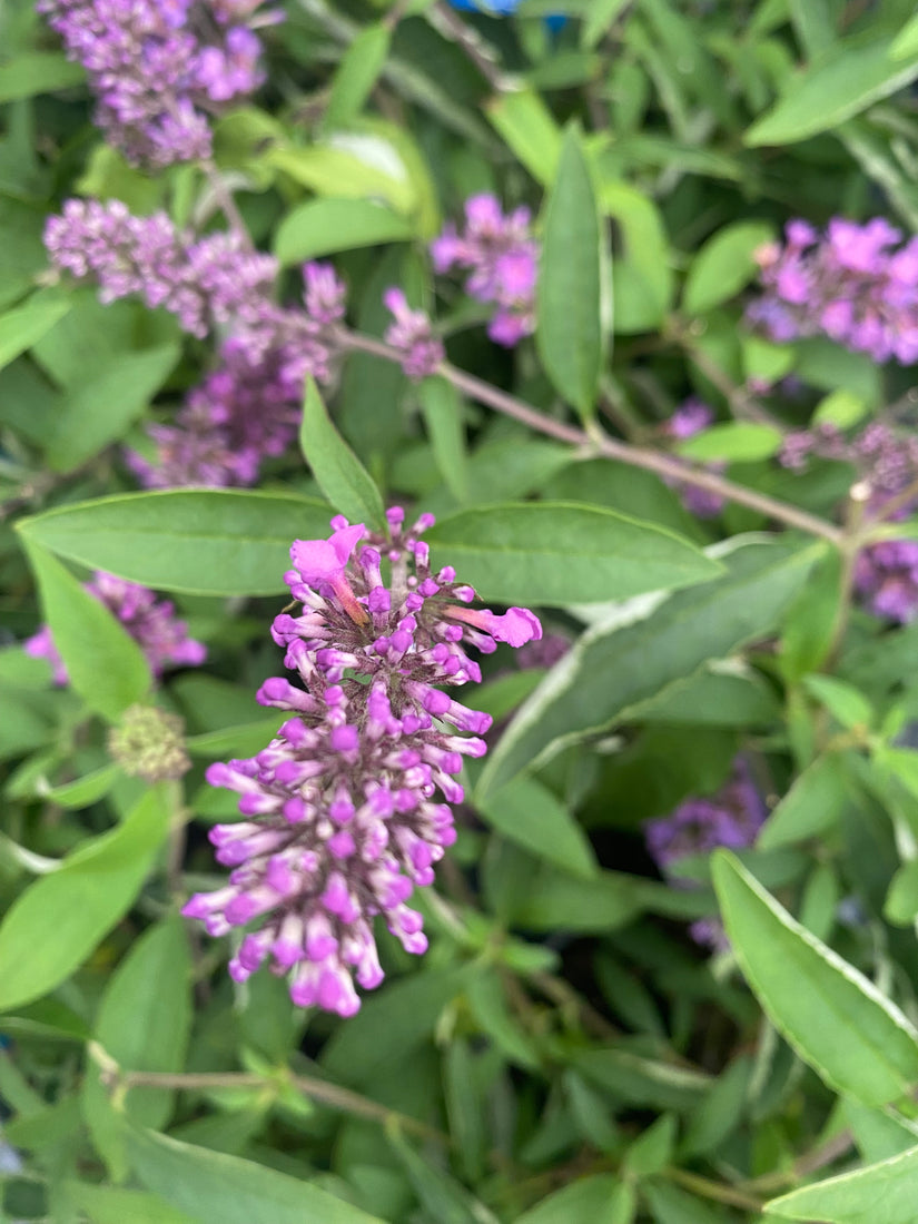 Vlinderstruik - Buddleja davidii 'Free Petite Tutti Fruitti'