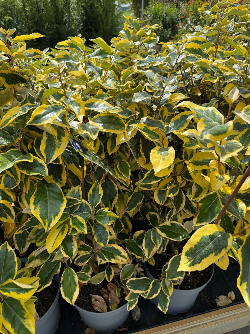 Bonte Olijfwilg - Elaeagnus x ebbingei 'Gilt Edge'