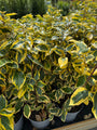 Bonte Olijfwilg - Elaeagnus x ebbingei 'Gilt Edge'