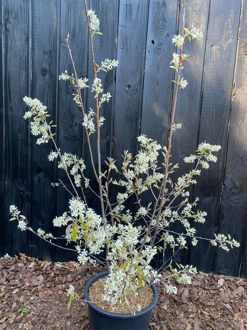 Voorbeeld wat u koopt c20 pot in lengte 100-120 cm - foto begin april