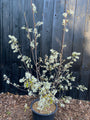 Voorbeeld wat u koopt c20 pot in lengte 100-120 cm - foto begin april