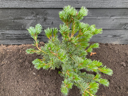 Japanse pijnboom - Pinus parviflora 'Negishi' (Bonsai)