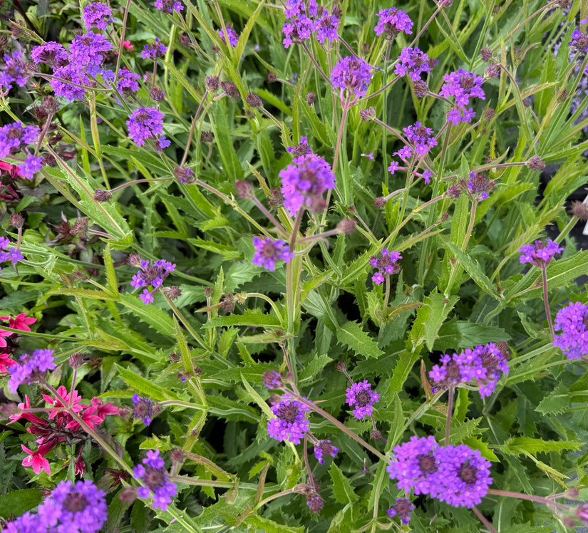 IJzerhard - Verbena Rigida 'Lilacina'