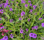 IJzerhard - Verbena Rigida 'Lilacina'