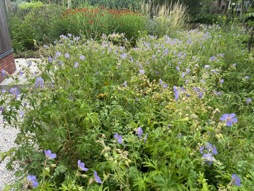 Ooievaarsbek (Middelhoog) - Geranium 'Orion'