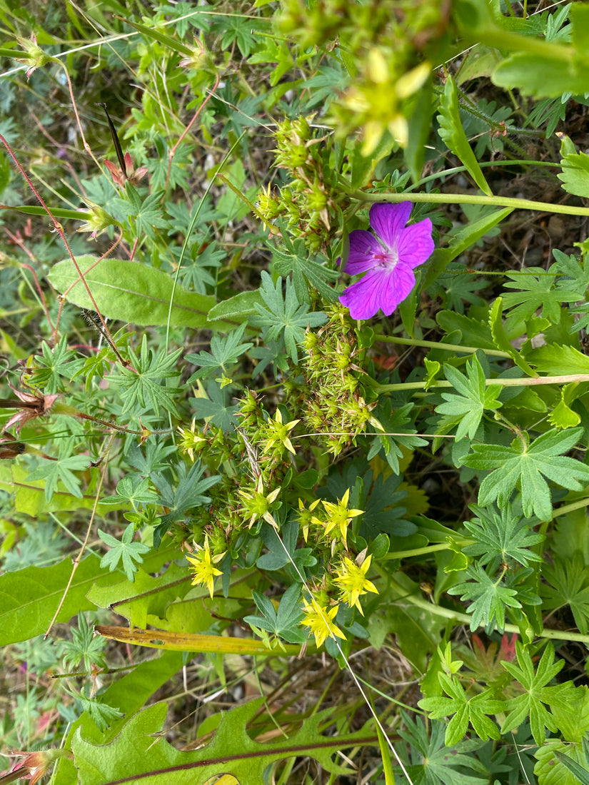 Gele morgenster - Tragopogon pratensis subsp. pratensis