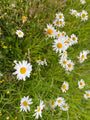 Gewone margriet - Leucanthemum vulgare 'Maikönigin'