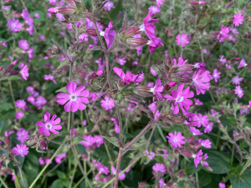 Dagkoekoeksbloem - Silene dioica