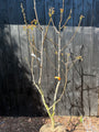 Walnootboom - Juglans regia 'Buccaneer' Meerstammig of zuilvorm
