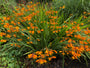 Montbretia - Crocosmia 'Emily McKenzie'