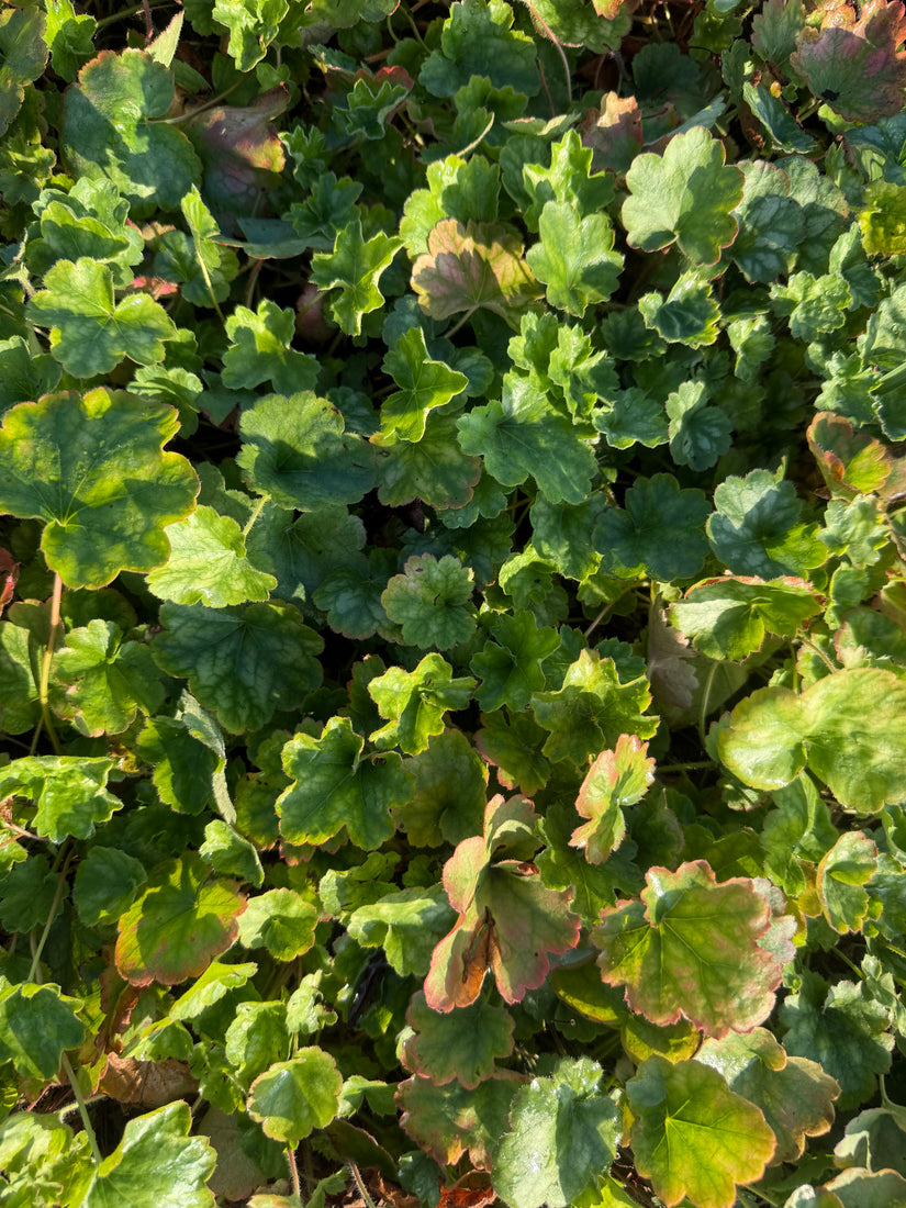 Purperklokje - Heuchera sanguinea 'Leuchtkäfer'