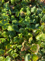 Purperklokje - Heuchera sanguinea 'Leuchtkäfer'