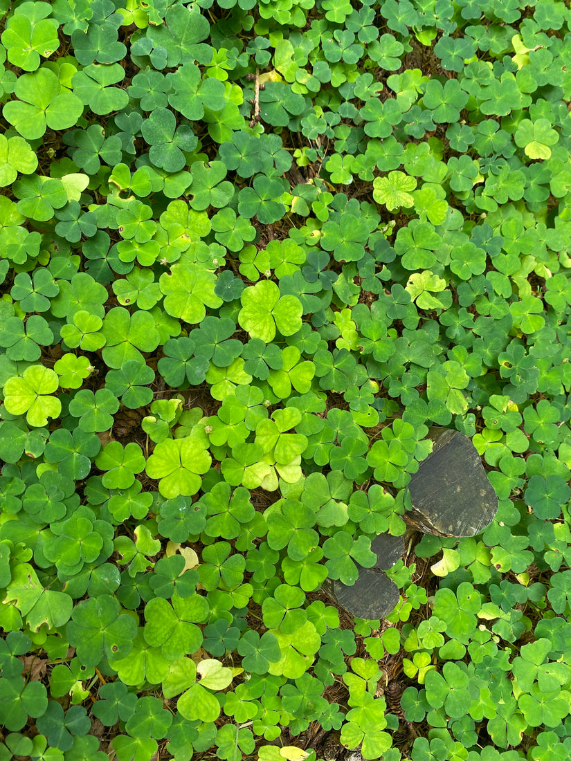 Witte Klaverzuring  - Oxalis acetosella