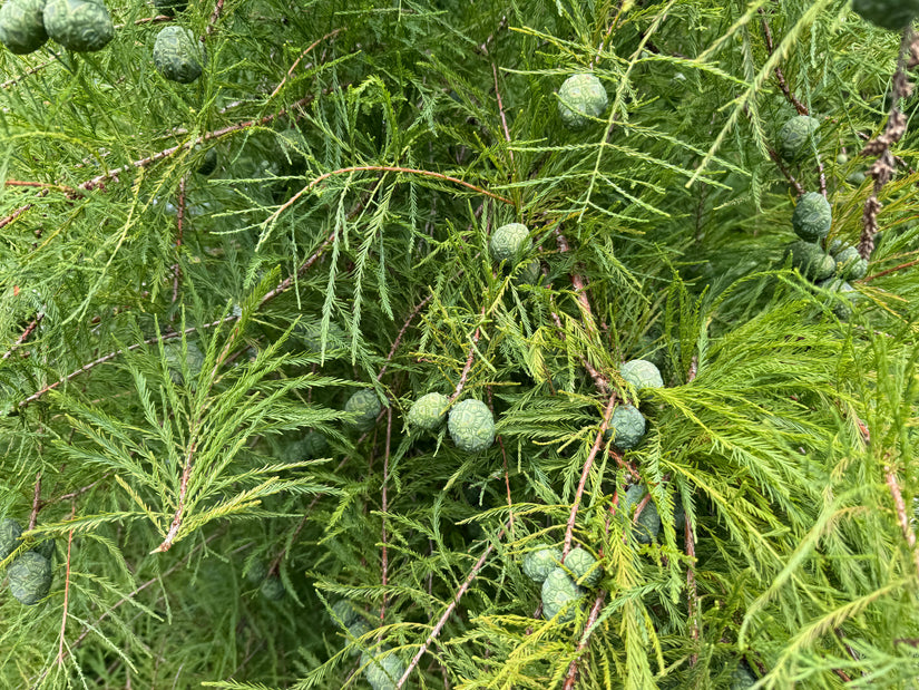 Moerascipres - Taxodium distichum