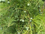 Moerascipres - Taxodium distichum