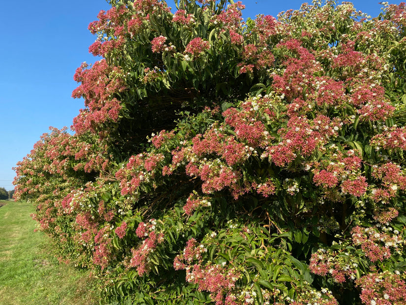 Zevenzonenboom - Heptacodium miconioides