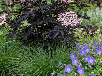 Combinatie met zegge Carex en Geranium Rozanne