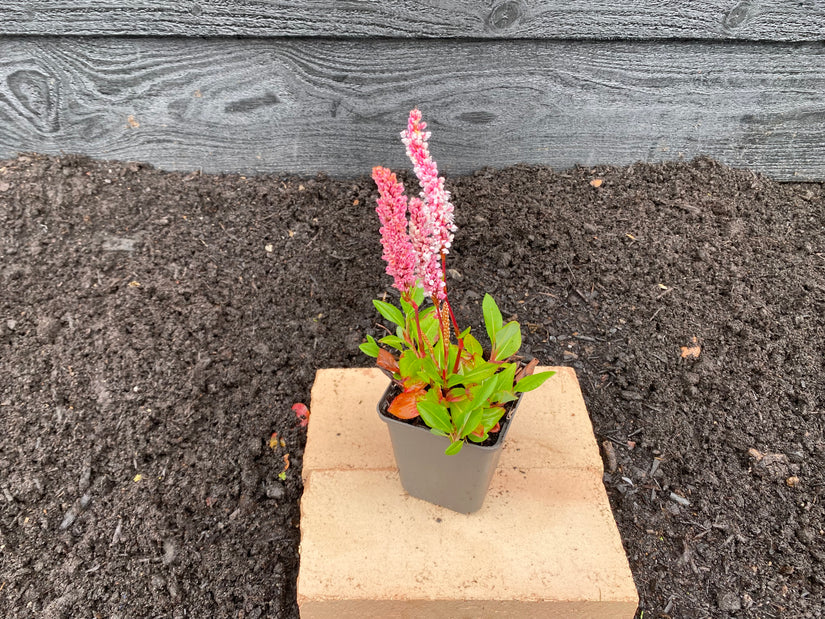 Darjeeling red persicaria in P9 pot