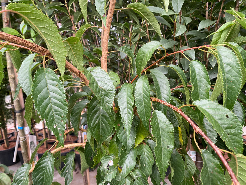 Cheal's treurkers - Prunus serrulata 'Kiku-shidare-zakura'