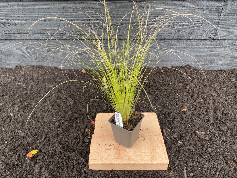 Vedergras - Stipa Tenuifolia 'Ponytails' TIP