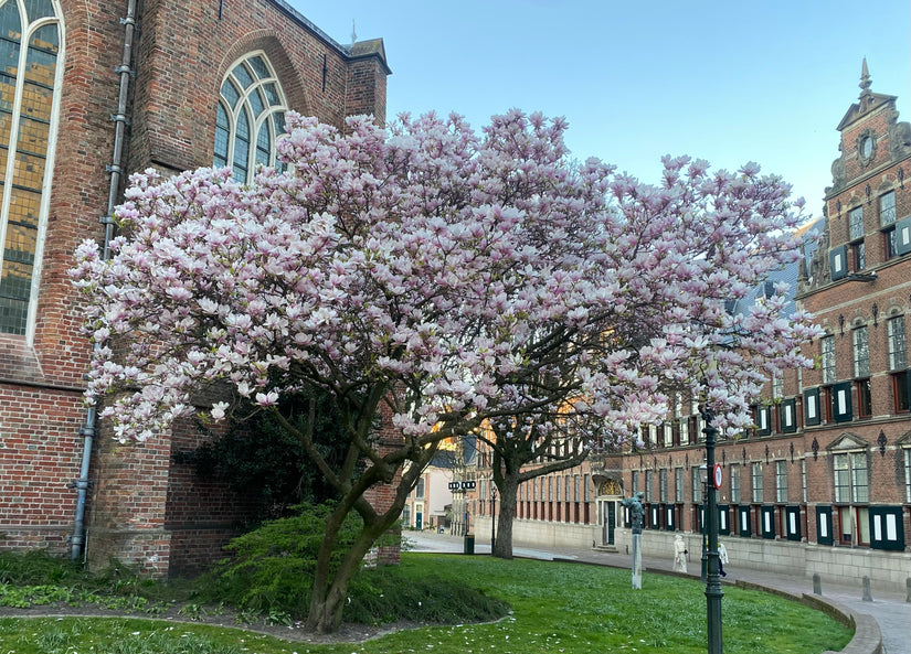 Gewone magnolia - Magnolia x soulangeana