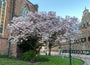 Gewone magnolia - Magnolia x soulangeana