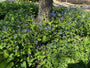 Kaukasische vergeet mij niet - Brunnera macrophylla