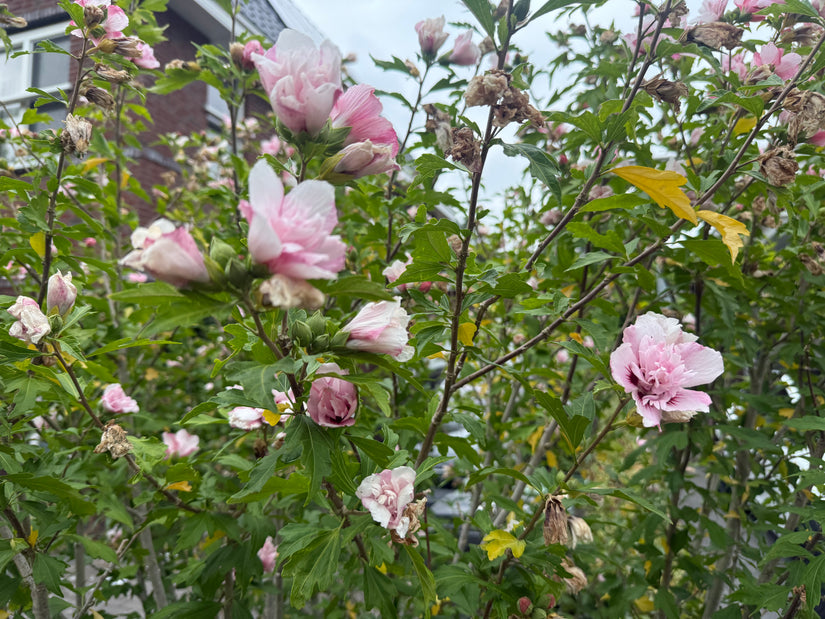 Altheastruik - Hibiscus syriacus 'Lavender Chiffon'