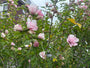 Altheastruik - Hibiscus syriacus 'Lavender Chiffon'
