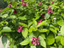 Hartige wijnstruik / Specerijstruik - Calycanthus 'Hartlage Wine'