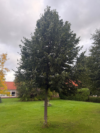 Hollandse linde - Tilia x europea