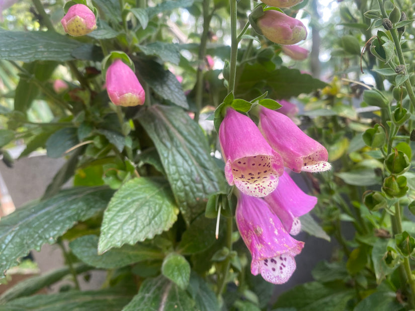 Gewoon Vingerhoedskruid - Digitalis purpurea