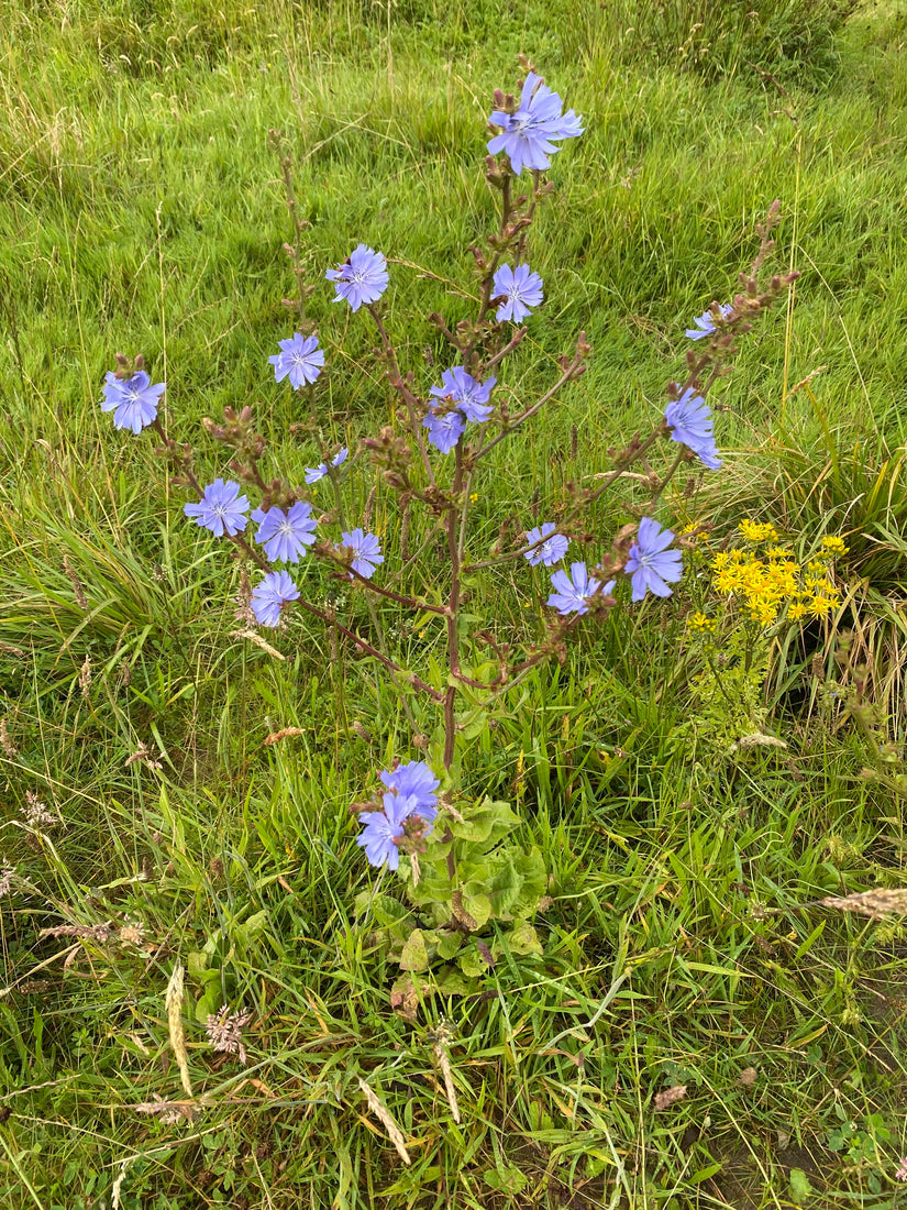 Wilde cichorei - Cichorium intybus