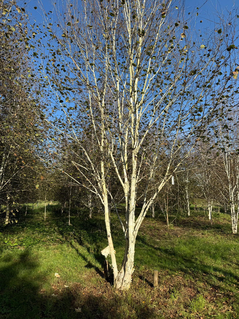 Witte Himalaya berk (Meerstammig) - Betula utilis jacquemontii