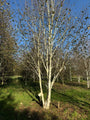 Witte Himalaya berk (Meerstammig) - Betula utilis jacquemontii
