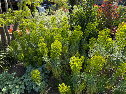 Wolfsmelk - Euphorbia characias