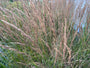 Struisriet - Calamagrostis x acutiflora 'Karl Foerster' TIP