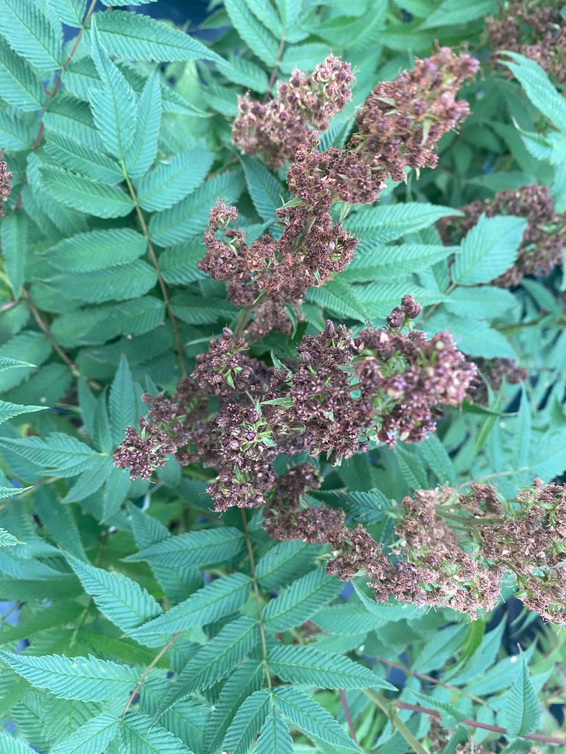 Lijsterbesspirea - Sorbaria sorbifolia 'Sem'