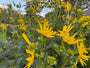 Zonnekroon - Silphium perfoliatum