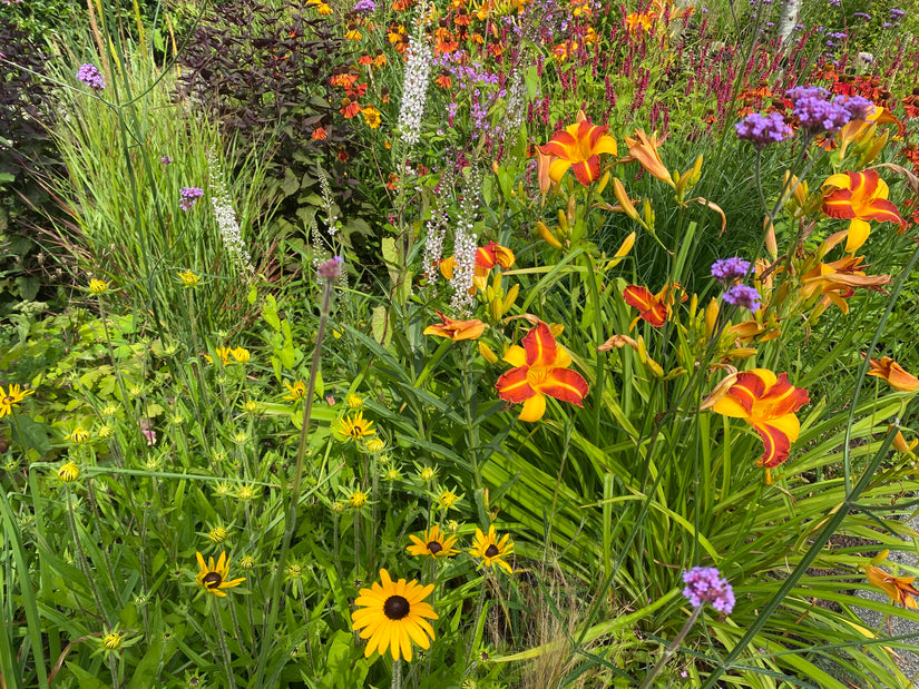 Daglelie combinatie met ijzerhard verbena, lange ereprijs veronica, rudbeckia, vedergras stipa, zonnekruid helenium en duizendknoop persicaria