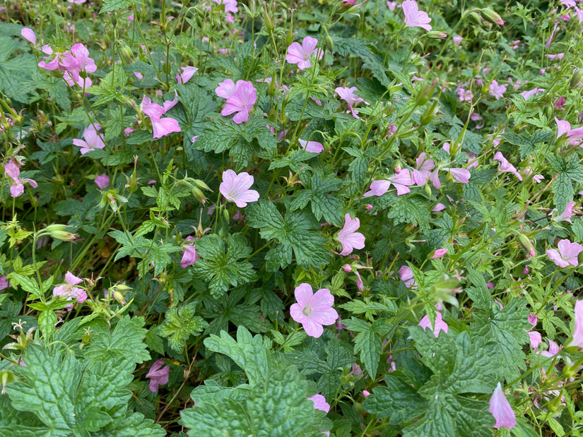 Ooievaarsbek - Geranium endressii 'Wargrave Pink'