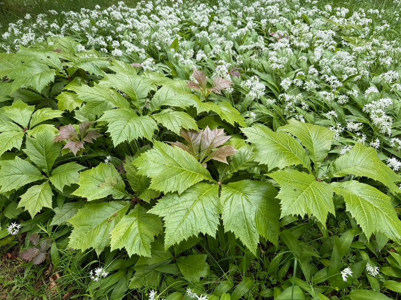 Schout bij nacht - Rodgersia podophylla 'Braunlaub'