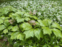 Schout bij nacht - Rodgersia podophylla 'Braunlaub'