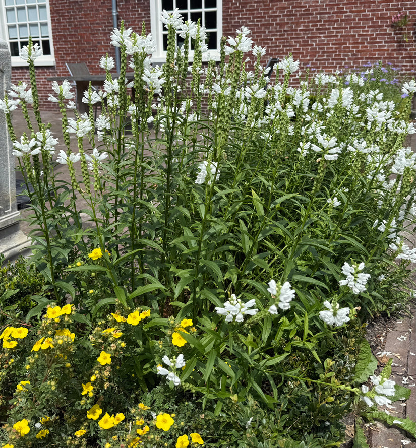 Scharnierbloem (Wit) - Physostegia virginiana 'Summer Snow'