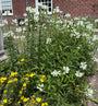 Scharnierbloem (Wit) - Physostegia virginiana 'Summer Snow'
