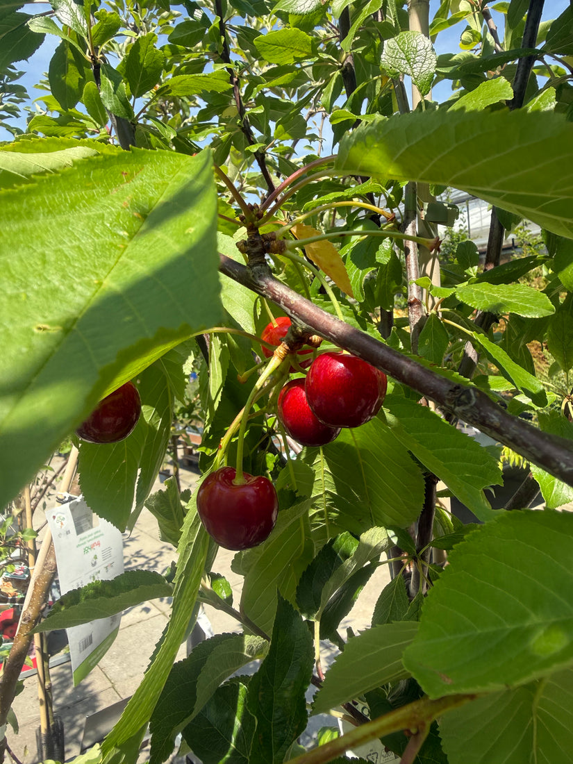Kersenboom - Prunus avium 'Regina' op hoge stam