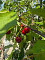 Kersenboom - Prunus avium 'Regina' op hoge stam